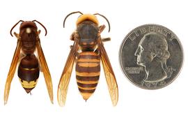   Vespa orientalis nbsp;(left) compared to  Vespa mandarinia  (right), dorsal view; photos by Hanna Royals and Todd Gilligan, USDA APHIS PPQ ITP 
